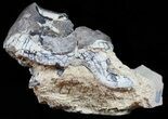 Fossil Brontotherium (Titanothere) Molar - South Dakota #50802-4
